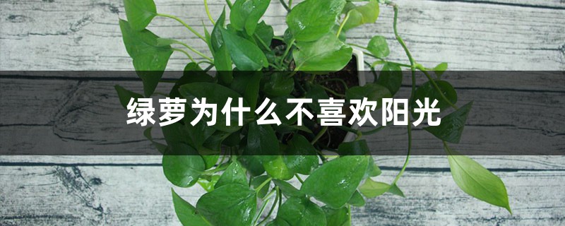 绿萝喜欢阳光吗 绿萝喜欢阳光吗