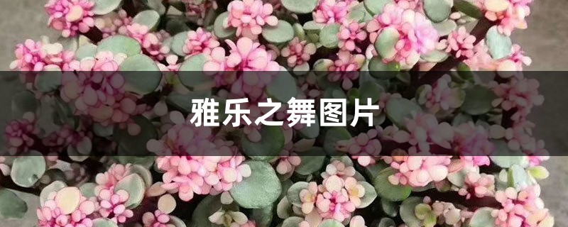 雅乐之舞图片 雅乐之舞图片