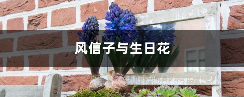 风信子与生日花 风信子与生日花