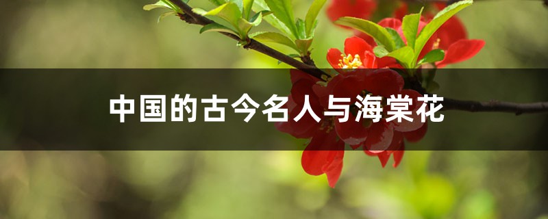 中国的古今名人与海棠花 中国的古今名人与海棠花
