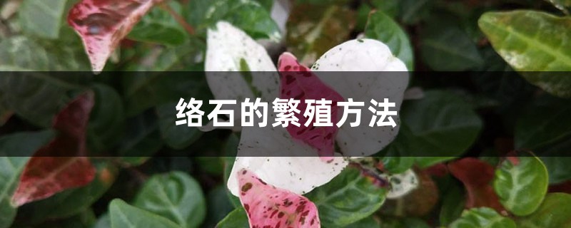 络石的繁殖方法 络石的繁殖方法