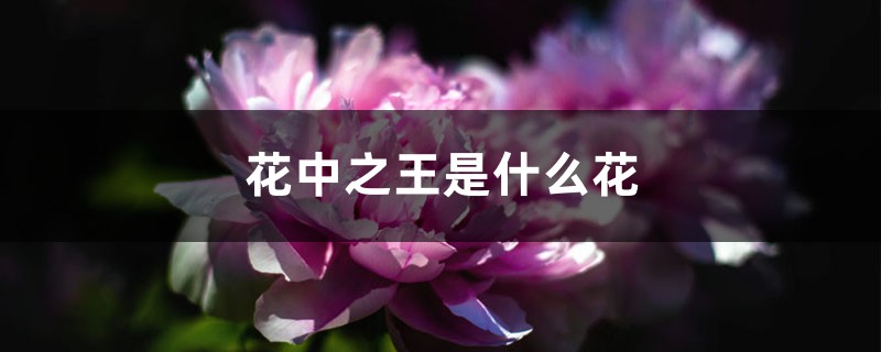 花中之王是什么花 花中之王是什么花