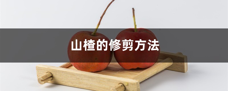 山楂的修剪方法 山楂的修剪方法