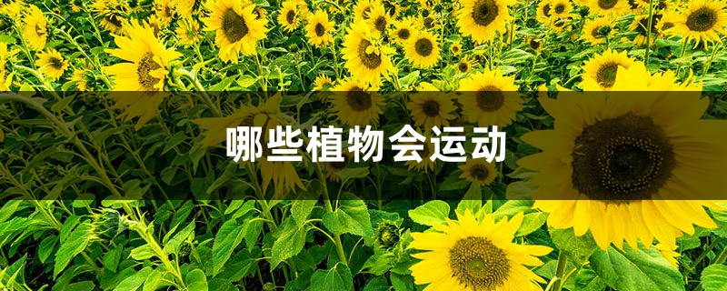 哪些植物会运动 哪些植物会运动