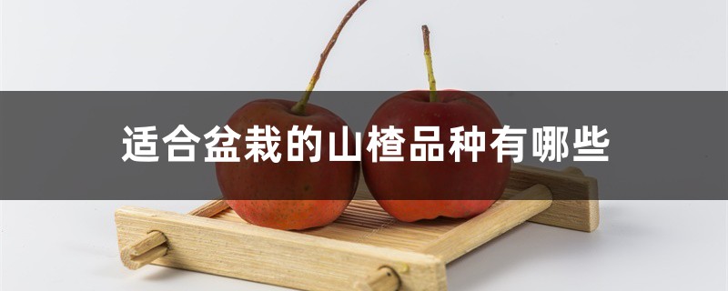 适合盆栽的山楂品种有哪些 适合盆栽的山楂品种有哪些