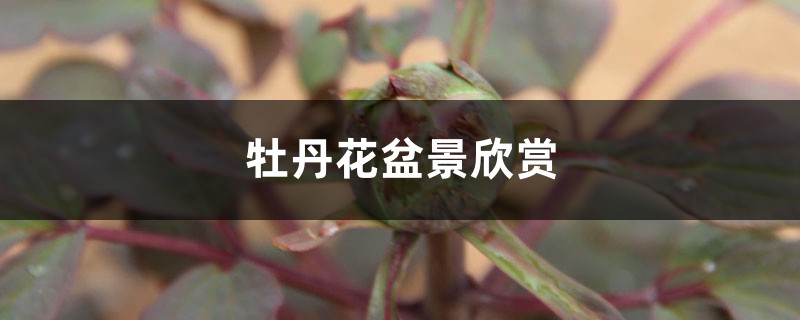 牡丹花盆景欣赏