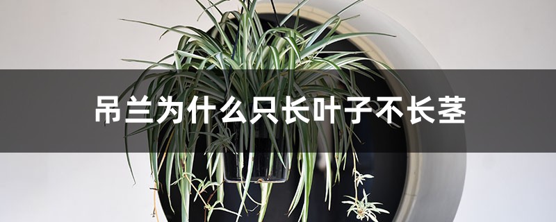吊兰为什么只长叶子不长茎 吊兰为什么只长叶子不长茎