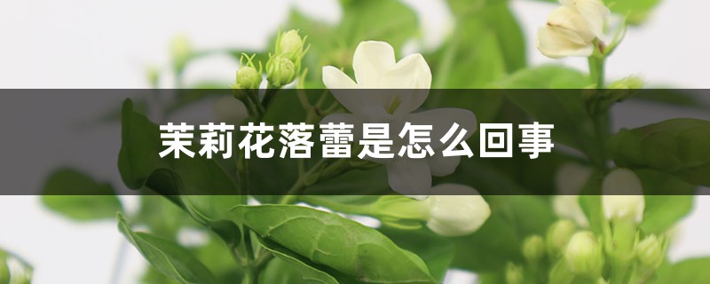 茉莉花落蕾是怎么回事 茉莉花落蕾是怎么回事