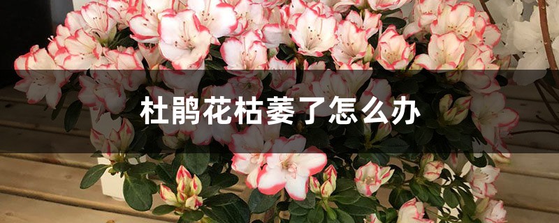 杜鹃花枯萎了怎么办 杜鹃花枯萎了怎么办