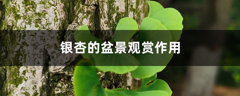 银杏的盆景观赏作用 银杏的盆景观赏作用