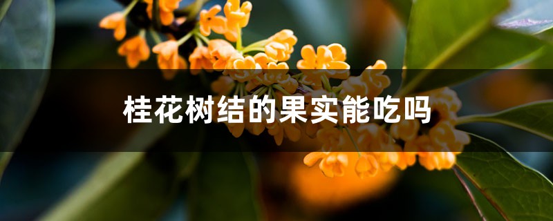 桂花树结的果实能吃吗 桂花树结的果实能吃吗