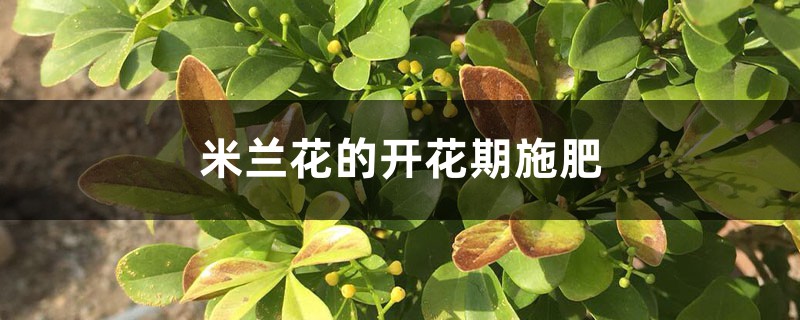 米兰花的开花期施肥 米兰花的开花期施肥