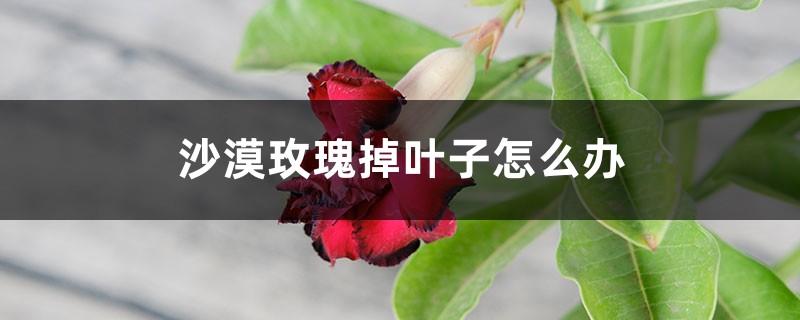 沙漠玫瑰掉叶子怎么办 沙漠玫瑰掉叶子怎么办