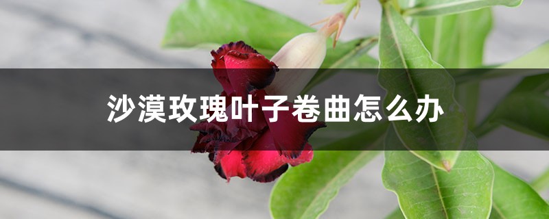 沙漠玫瑰叶子卷曲怎么办 沙漠玫瑰叶子卷曲怎么办