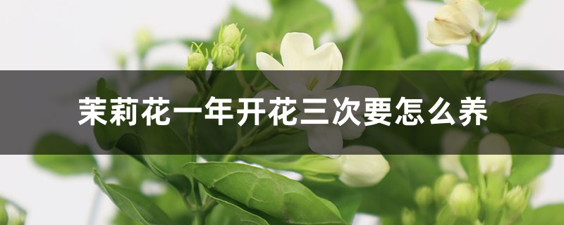 茉莉花一年开花三次要怎么养 茉莉花一年开花三次要怎么养