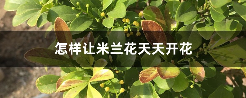 怎样让米兰花天天开花 怎样让米兰花天天开花
