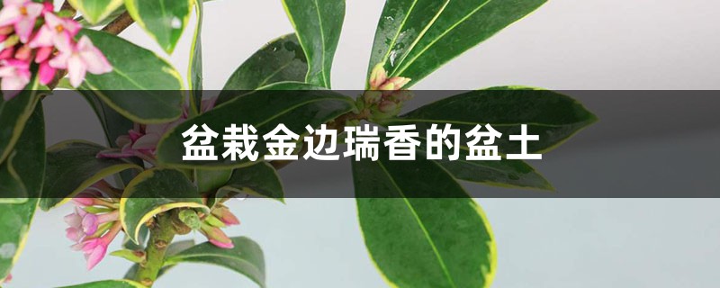 盆栽金边瑞香的盆土 盆栽金边瑞香的盆土