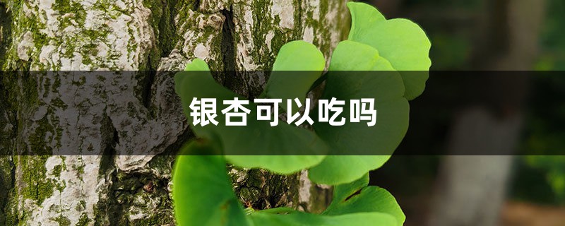 银杏可以吃吗 银杏可以吃吗