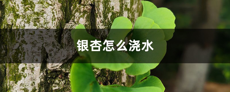 银杏怎么浇水 银杏怎么浇水