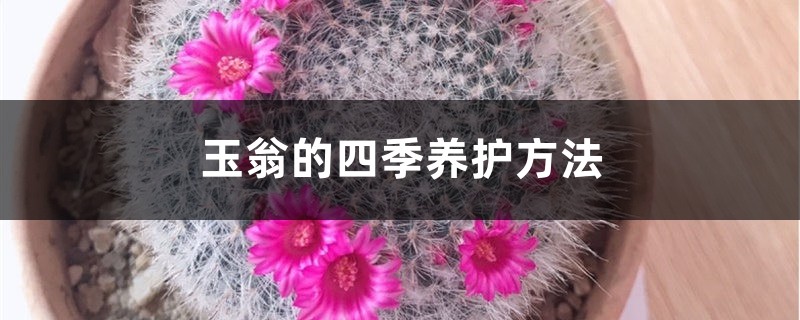 玉翁的四季养护方法 玉翁的四季养护方法