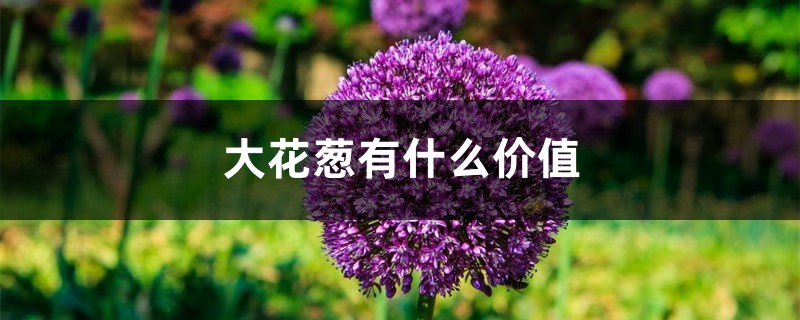大花葱有什么价值 大花葱有什么价值