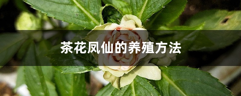 茶花凤仙的养殖方法 茶花凤仙的养殖方法