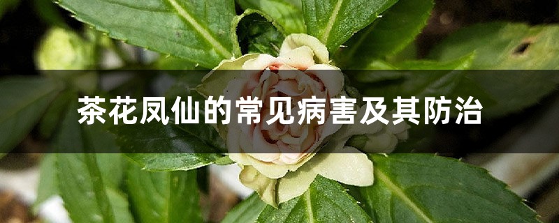 茶花凤仙的常见病害及其防治 茶花凤仙的常见病害及其防治