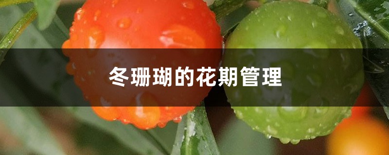 冬珊瑚的花期管理 冬珊瑚的花期管理