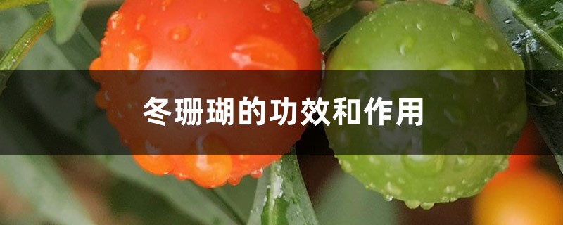 冬珊瑚的功效和作用 冬珊瑚的功效和作用