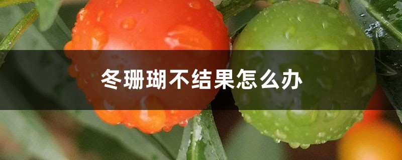 冬珊瑚不结果怎么办 冬珊瑚不结果怎么办