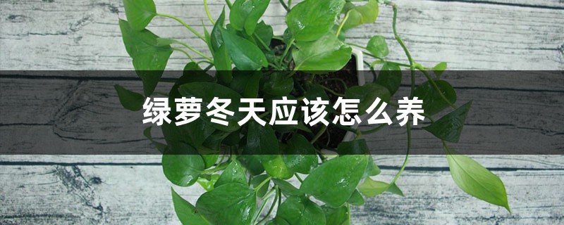 绿萝冬天应该怎么养 绿萝冬天应该怎么养