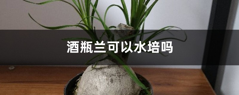 酒瓶兰可以水培吗 酒瓶兰可以水培吗