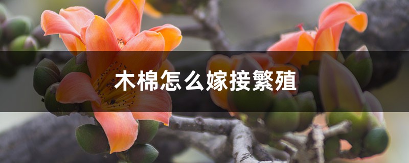 木棉怎么嫁接繁殖 木棉怎么嫁接繁殖