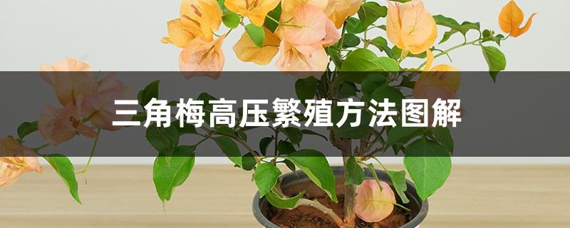 三角梅高压繁殖方法图解 三角梅高压繁殖方法图解