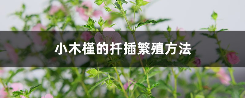 小木槿的扦插繁殖方法 小木槿的扦插繁殖方法