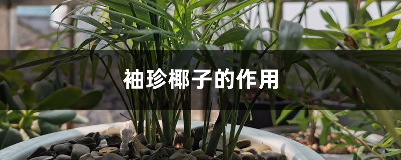 袖珍椰子的作用 袖珍椰子的作用