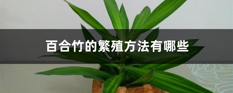 百合竹的繁殖方法有哪些 百合竹的繁殖方法有哪些