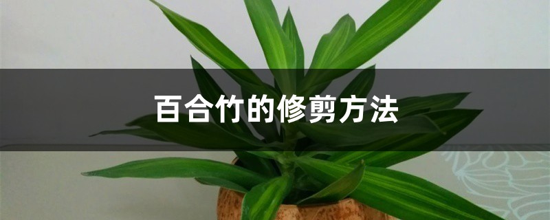 百合竹的修剪方法 百合竹的修剪方法