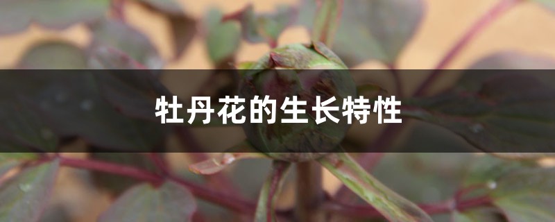 牡丹花的生长特性 牡丹花的生长特性
