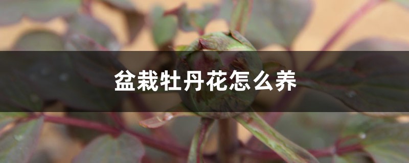 盆栽牡丹花怎么养 盆栽牡丹花怎么养