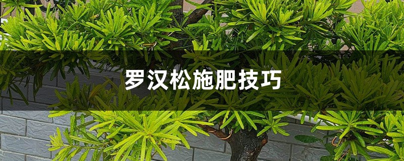 罗汉松施肥技巧 罗汉松施肥技巧