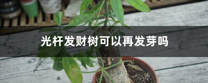 光杆发财树可以再发芽吗 光杆发财树可以再发芽吗