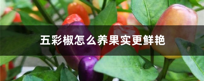 五彩椒怎么养果实更鲜艳 五彩椒怎么养果实更鲜艳