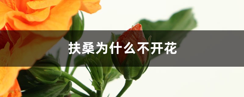 扶桑为什么不开花 扶桑为什么不开花