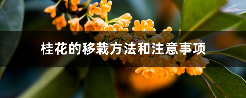 桂花的移栽方法和注意事项 桂花的移栽方法和注意事项
