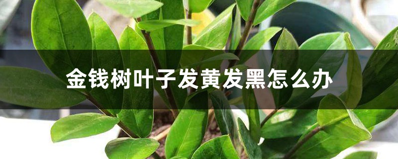 金钱树叶子发黄发黑怎么办 金钱树叶子发黄发黑怎么办