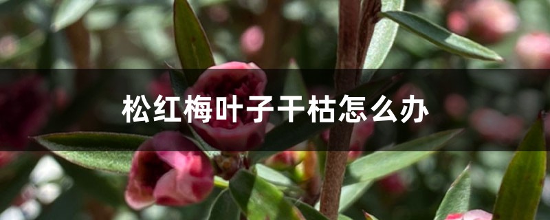 松红梅叶子干枯怎么办 松红梅叶子干枯怎么办