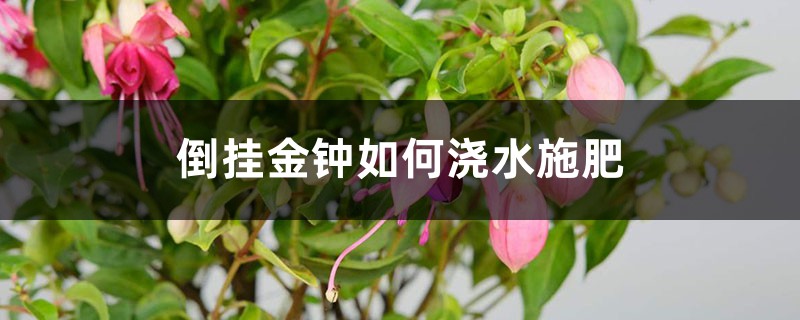 倒挂金钟如何浇水施肥 倒挂金钟如何浇水施肥