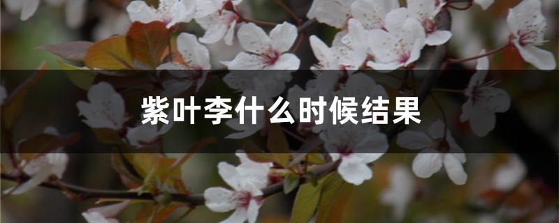 紫叶李什么时候结果 紫叶李什么时候结果