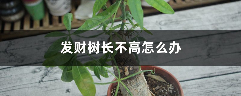 发财树长不高怎么办 发财树长不高怎么办